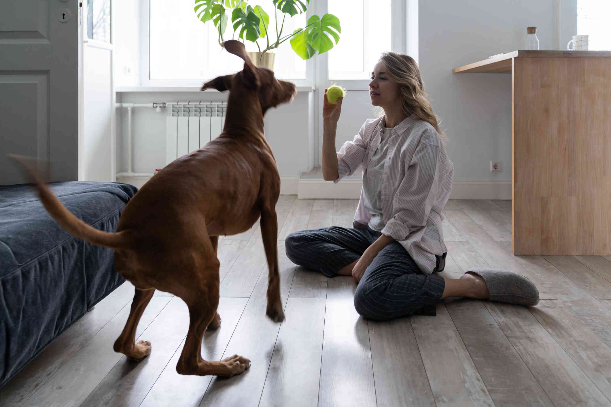 A woman with blonde hair sits on the kitchen floor and holds up a tennis ball for a large, brown dog who is jumping next to her.