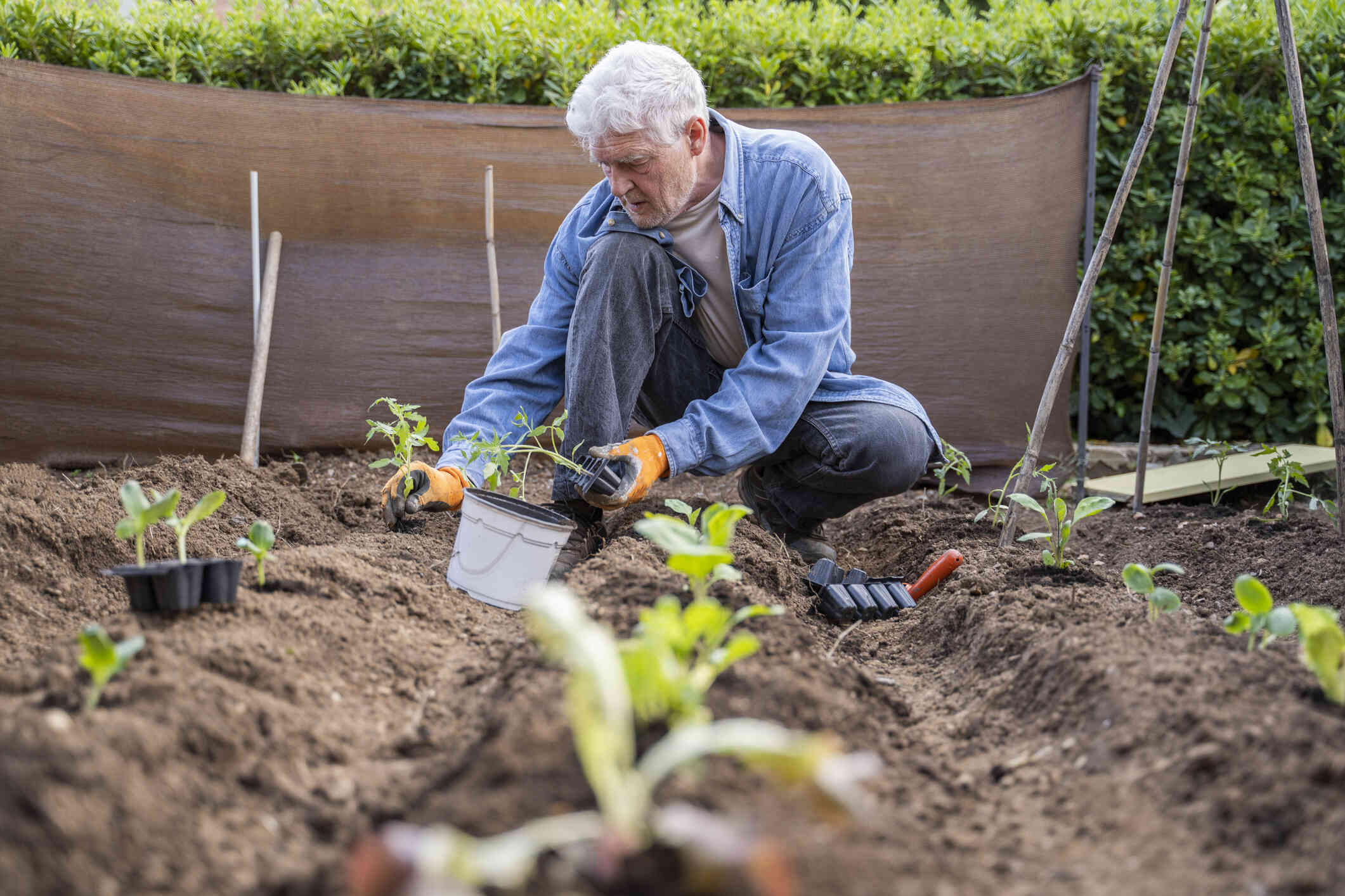 A mature man in gardening gloves kneels down to plant vegitables in the ground.
